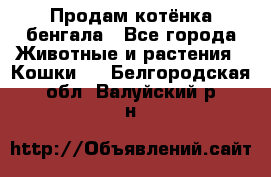 Продам котёнка бенгала - Все города Животные и растения » Кошки   . Белгородская обл.,Валуйский р-н